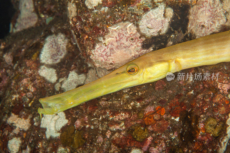 巨型马里鳗鱼(Gymnothorax javanicus)默里